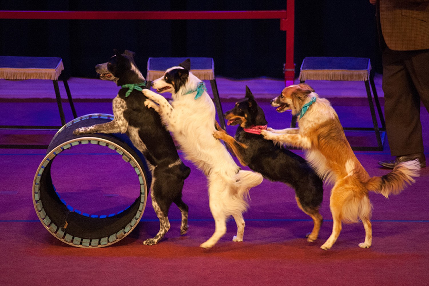 Mutts Gone NutsShow The Lyric Theatre